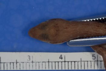 Media type: image;   Herpetology R-27945